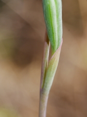 Thelymitra colensoi