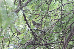 Camaroptera brachyura