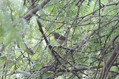 Camaroptera brachyura