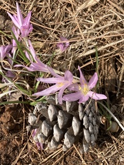 Colchicum stevenii