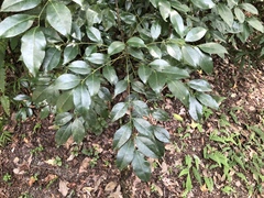 Murraya euchrestifolia