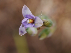 Thelymitra colensoi