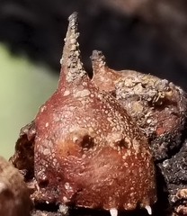 Aspidoproctus