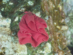 Hexabranchus sanguineus