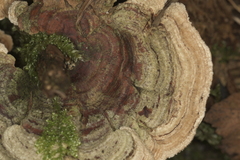 Trametes villosa