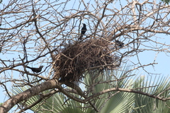 Bubalornis albirostris