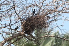 Bubalornis albirostris