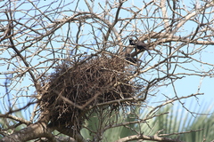 Bubalornis albirostris
