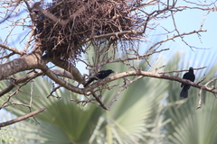 Bubalornis albirostris