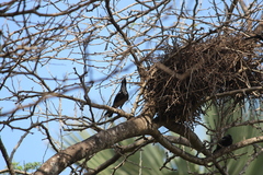 Bubalornis albirostris
