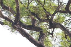 Necrosyrtes monachus