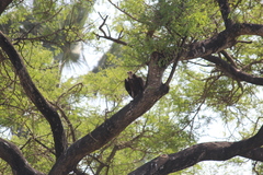 Necrosyrtes monachus