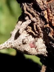Aspidoproctus