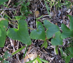 Dioscorea mundii