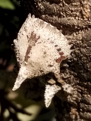 Aspidoproctus