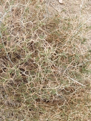 Sarcopoterium spinosum