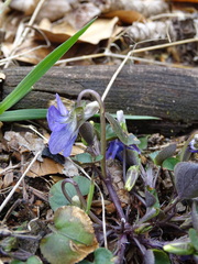 Viola riviniana