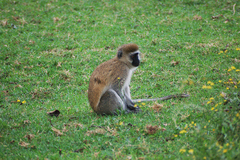 Chlorocebus pygerythrus hilgerti