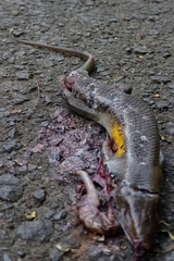 Eutropis multifasciata