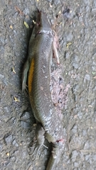 Eutropis multifasciata