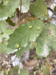 Quercus infectoria