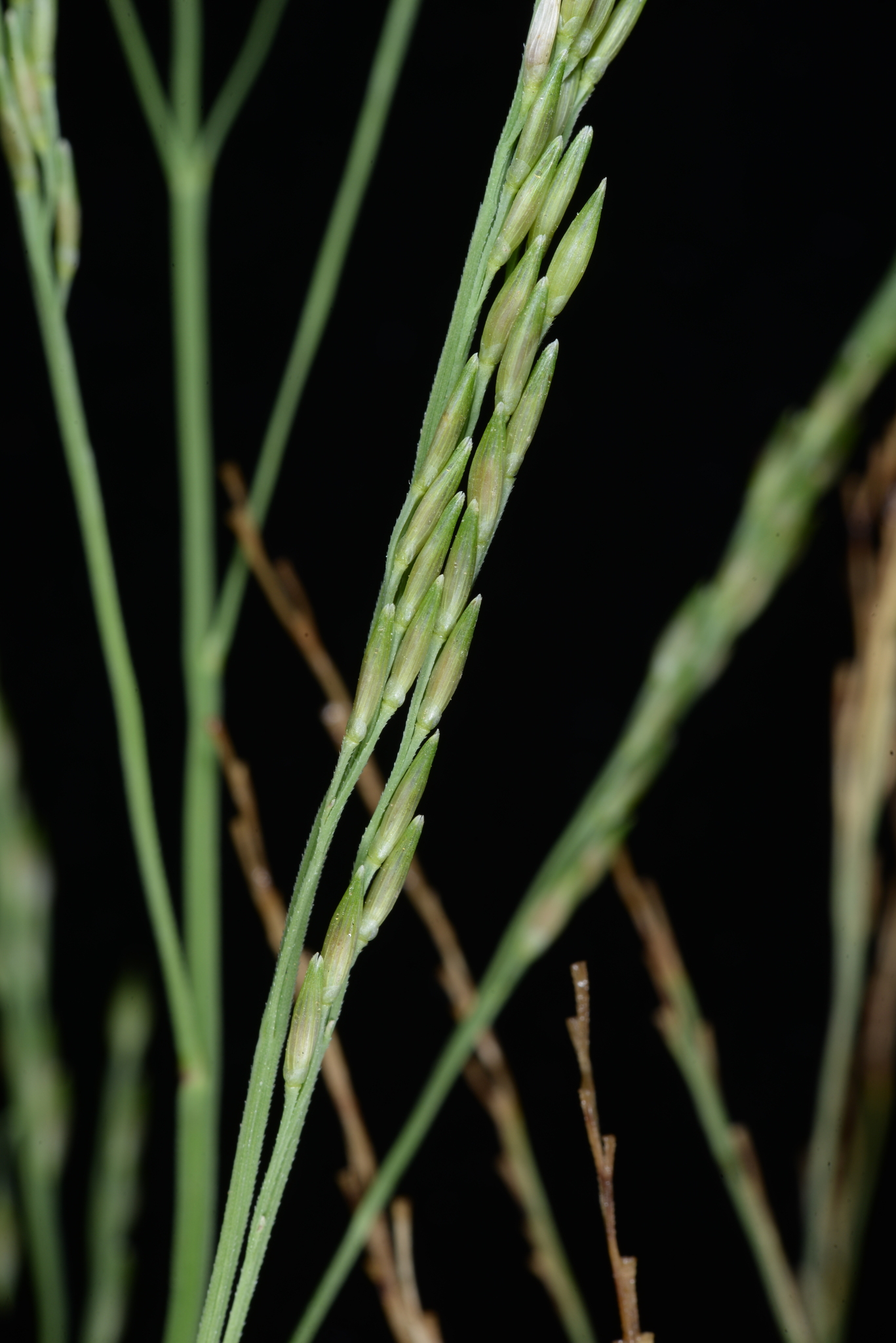 Panicum paludosum