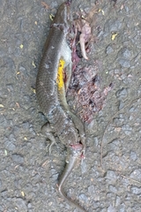 Eutropis multifasciata