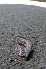 Eutropis multifasciata