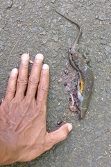 Eutropis multifasciata