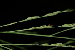 Panicum paludosum