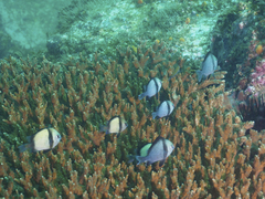 Dascyllus reticulatus