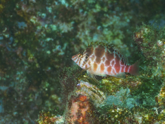 Cirrhitichthys aprinus