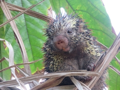 Coendou speratus