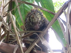 Coendou speratus