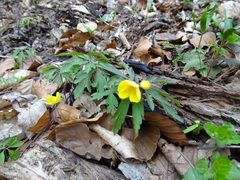 Anemonoides ranunculoides