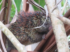 Coendou speratus