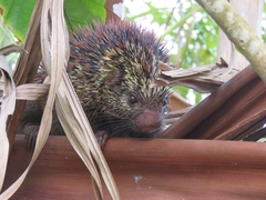Coendou speratus