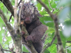 Coendou speratus