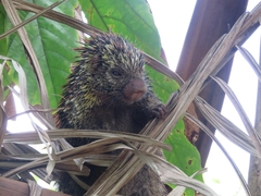 Coendou speratus