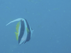 Heniochus acuminatus