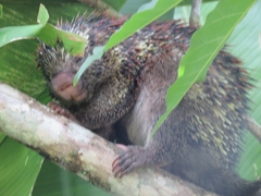 Coendou speratus