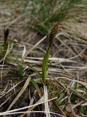 Carex caryophyllea