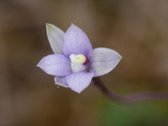 Thelymitra pauciflora