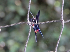Rhetus arcius