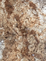 Loxosceles rufescens