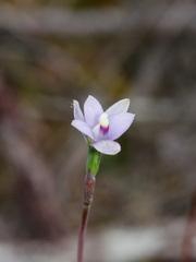 Thelymitra pauciflora