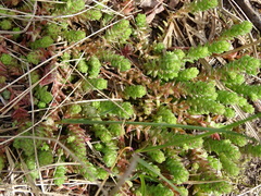Sedum acre