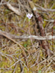 Thelymitra pauciflora