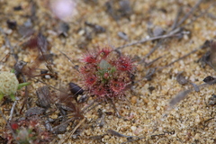 Drosera nitidula
