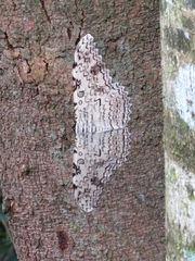 Thysania agrippina